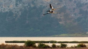 autumn-pylos-rental-studio-centro-rental-apartment